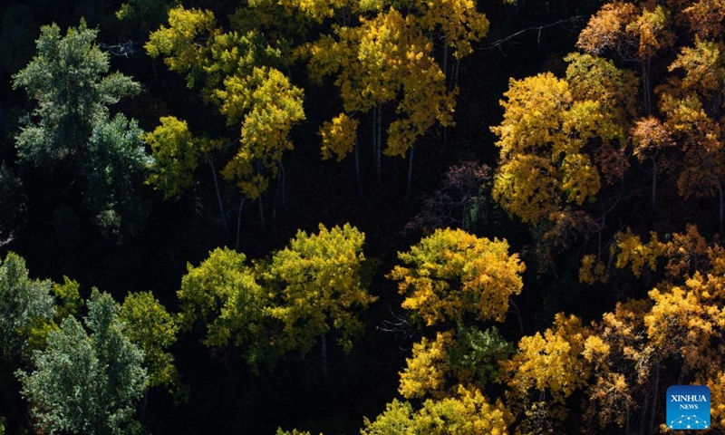 An aerial photo taken on Oct. 4, 2025 shows the autumn scenery of the Issyk gorge in Almaty Region, Kazakhstan. The Issyk gorge and Issyk lake, located in Almaty Region, Kazakhstan, are famous tourist destinations. The beautiful lake, majestic snow-capped mountains and gorge, and vibrant foliage collectively paint an idyllic autumn landscape here. (Xinhua/Li Renzi)

