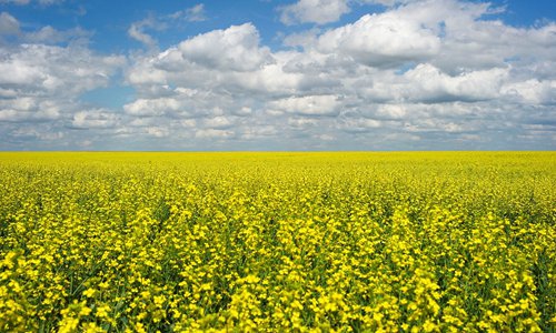 A canola crop used for making cooking oil sits in full bloom on the Canadian prairies near Fort Macleod, Alberta, Canada. File photo: VCG