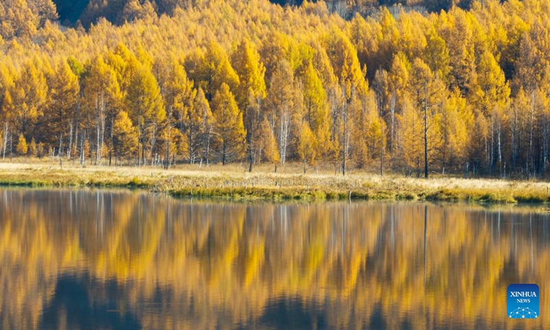A drone photo taken on Sept. 29, 2025 shows the autumn scenery of the Arxan National Forest Park in Arxan of Hinggan League, north China's Inner Mongolia Autonomous Region. Photo: Xinhua