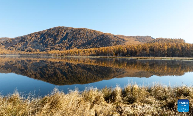 A drone photo taken on Sept. 29, 2025 shows the autumn scenery of the Arxan National Forest Park in Arxan of Hinggan League, north China's Inner Mongolia Autonomous Region. Photo: Xinhua
