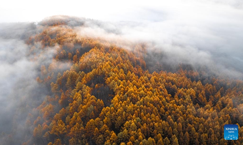 An aerial drone photo taken on Sept. 29, 2025 shows the autumn scenery of the Arxan National Forest Park in Arxan of Hinggan League, north China's Inner Mongolia Autonomous Region. Photo: Xinhua