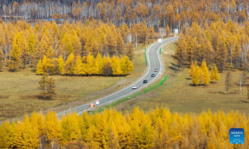 A drone photo taken on Sept. 29, 2025 shows the autumn scenery of the Arxan National Forest Park in Arxan of Hinggan League, north China's Inner Mongolia Autonomous Region. Photo: Xinhua