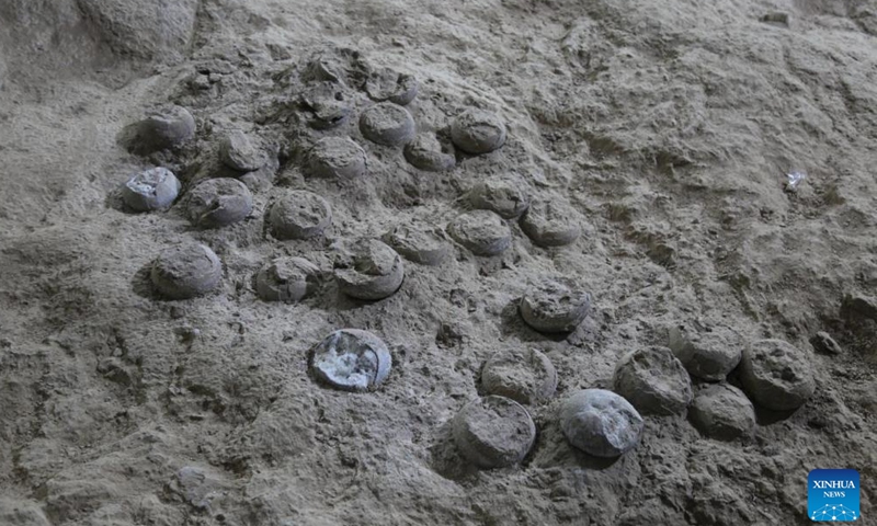 This file photo taken in December 2023 shows a group of fossilized dinosaur eggs at the Qinglong Mountain site in Shiyan City, central China's Hubei Province. (Hubei Institute of Geosciences in China/Handout via Xinhua)