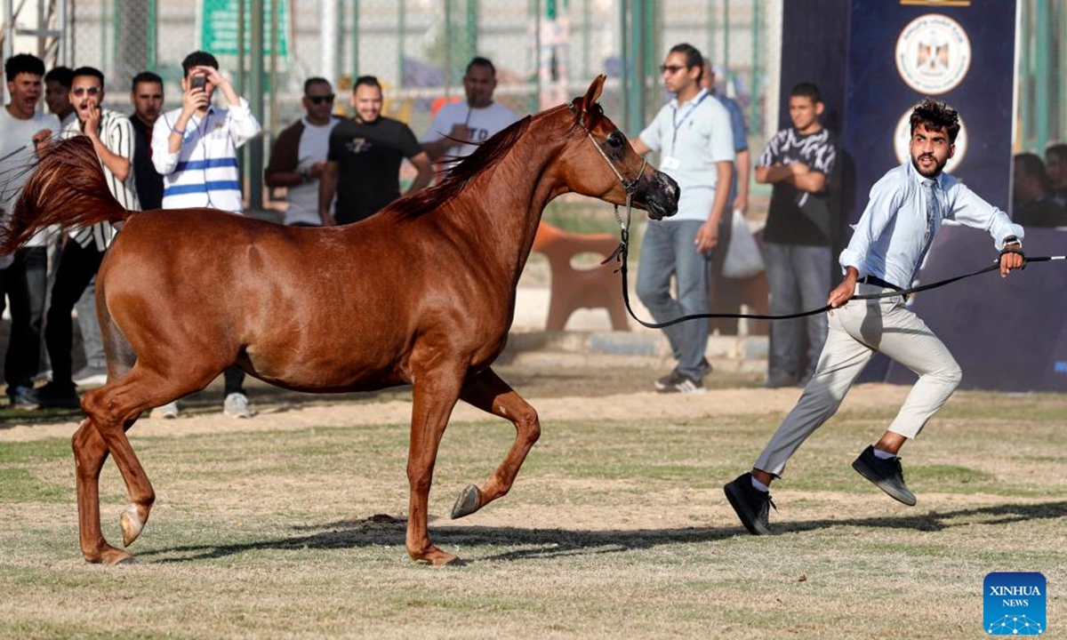 A breeder leads a horse at an Arabian horse beauty contest during the Sharqia Arabian Horses Festival in Sharqia province, Egypt, Oct. 2, 2025. The three-day horse festival started on Wednesday here with the participation of around 167 Arabian horses. (Xinhua/Ahmed Gomaa)

