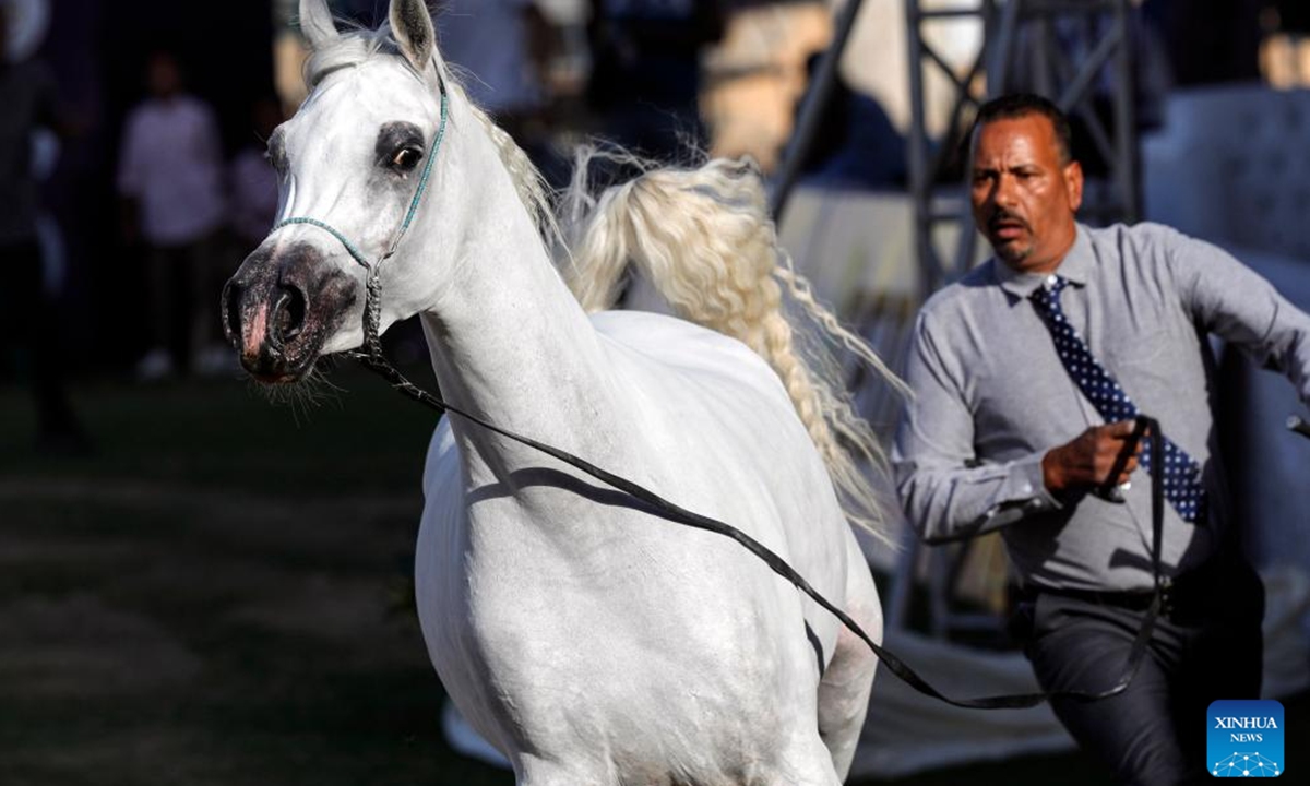 A breeder leads a horse at an Arabian horse beauty contest during the Sharqia Arabian Horses Festival in Sharqia province, Egypt, Oct. 2, 2025. The three-day horse festival started on Wednesday here with the participation of around 167 Arabian horses. (Xinhua/Ahmed Gomaa)


