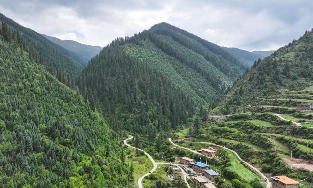 An aerial drone photo taken on Aug. 7, 2025 shows a view of the Markog River forest in Padma County, Golog Tibetan Autonomous Prefecture of northwest China's Qinghai Province. (Photo by Xue Di/Xinhua)
