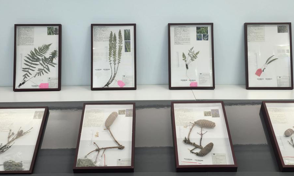 This photo taken on Aug. 7, 2025 shows wild plant specimens at the local forestry authority of the Markog River forest in Padma County, Golog Tibetan Autonomous Prefecture of northwest China's Qinghai Province. (Xinhua/Li Linhai)

