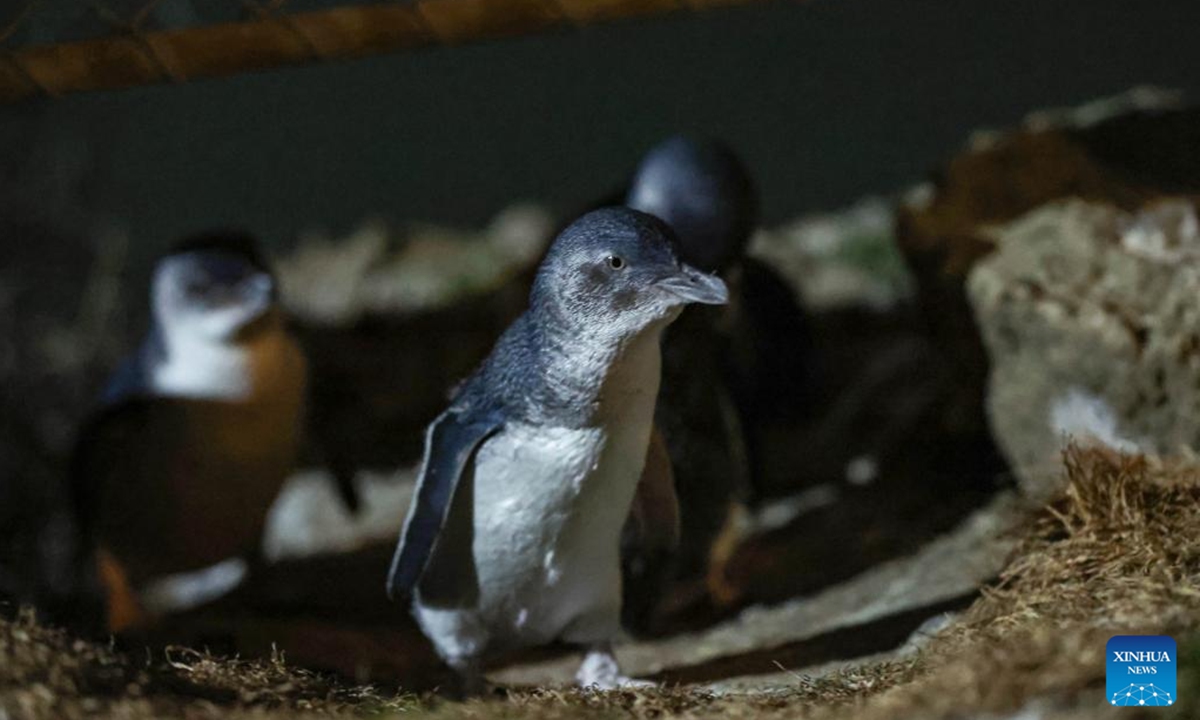 Little blue penguins are seen in Oamaru, New Zealand, Oct. 2, 2025. The little blue penguin (Eudyptula minor), the world's smallest penguin species, is found in many places around New Zealand. (Xinhua/Long Lei)