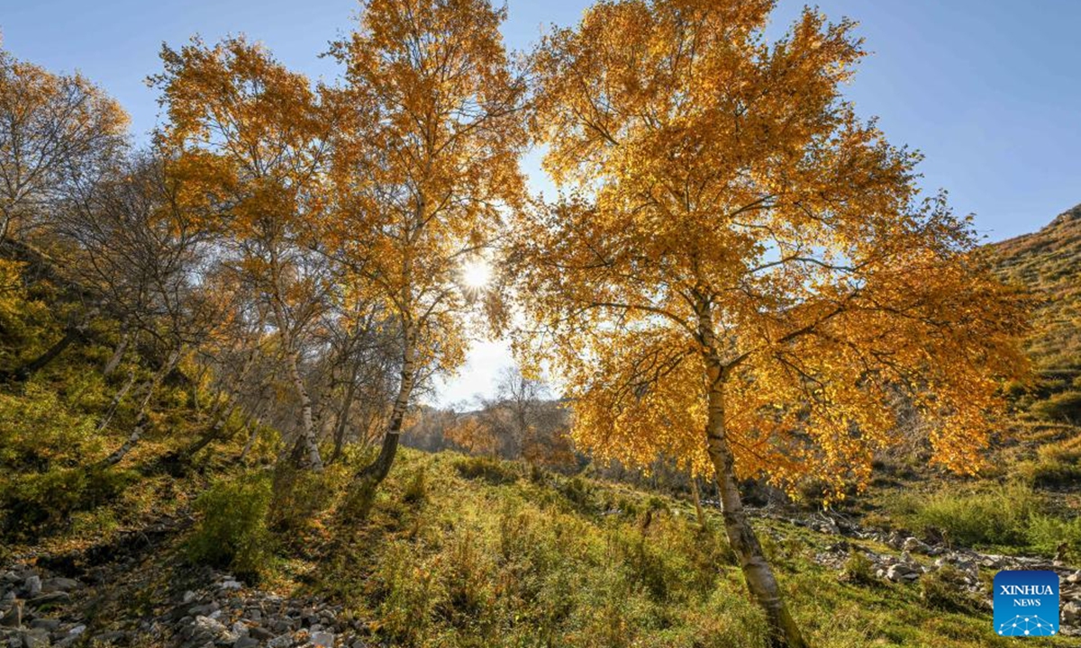 An aerial drone photo taken on Oct. 2, 2025 shows the autumn scenery of Daqingshan National Nature Reserve in Hohhot, north China's Inner Mongolia Autonomous Region. (Xinhua/Lian Zhen)