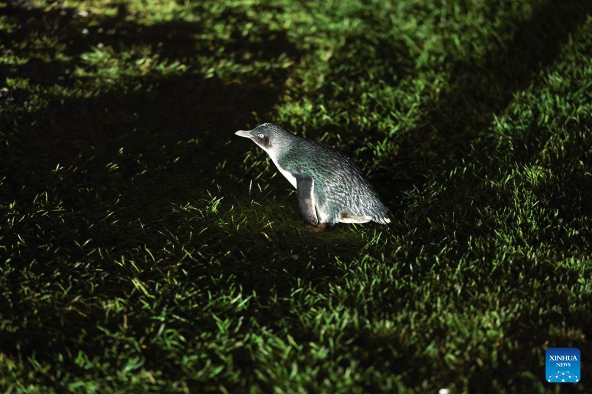 A little blue penguin is seen in Oamaru, New Zealand, Oct. 2, 2025. The little blue penguin (Eudyptula minor), the world's smallest penguin species, is found in many places around New Zealand. (Xinhua/Long Lei)
