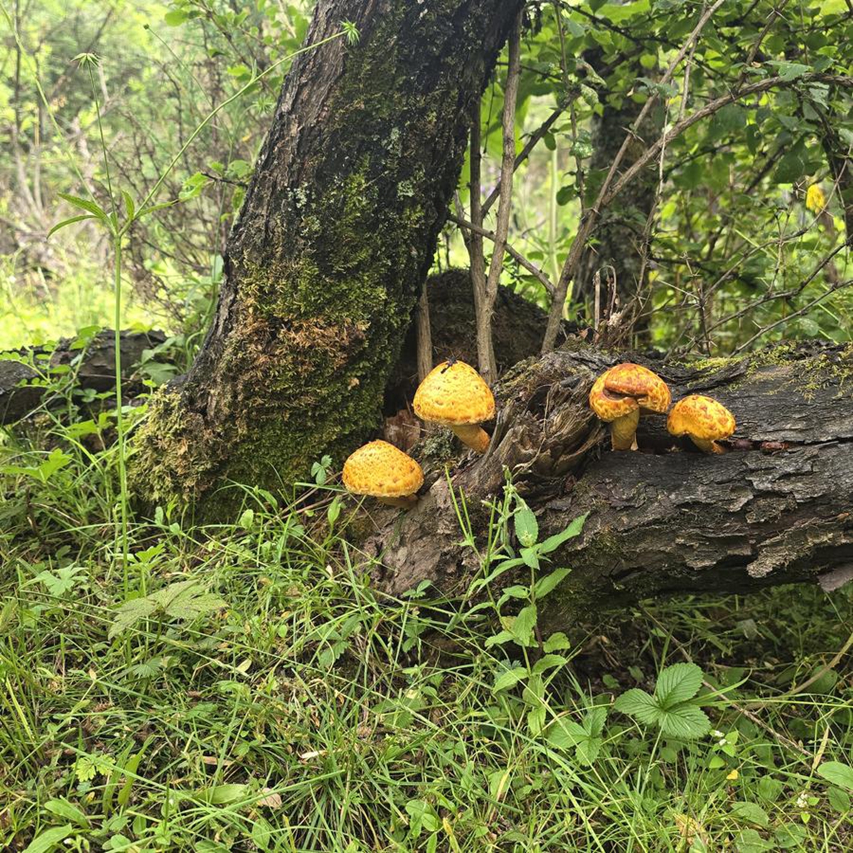 This photo taken on Aug. 7, 2025 shows plants and fungi in the Markog River forest in Padma County, Golog Tibetan Autonomous Prefecture of northwest China's Qinghai Province. (Xinhua/Li Linhai)

