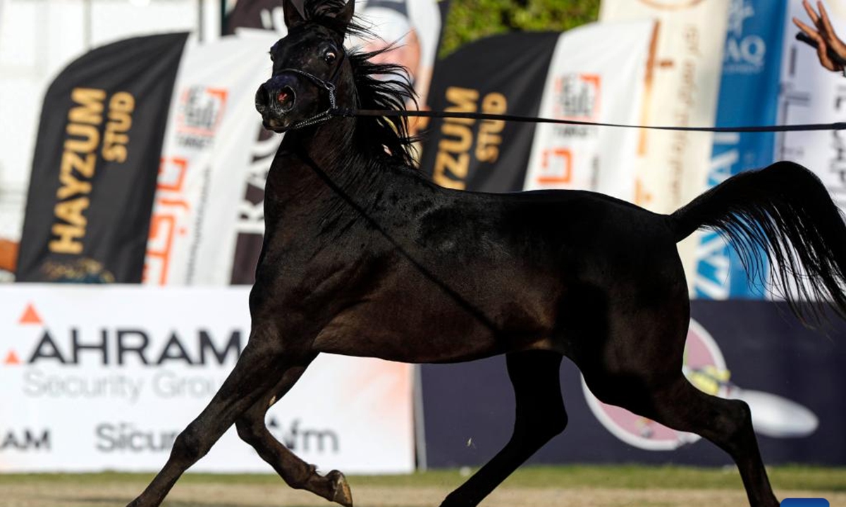 A horse takes part in an Arabian horse beauty contest during the Sharqia Arabian Horses Festival in Sharqia province, Egypt, Oct. 2, 2025. The three-day horse festival started on Wednesday here with the participation of around 167 Arabian horses. (Xinhua/Ahmed Gomaa)


