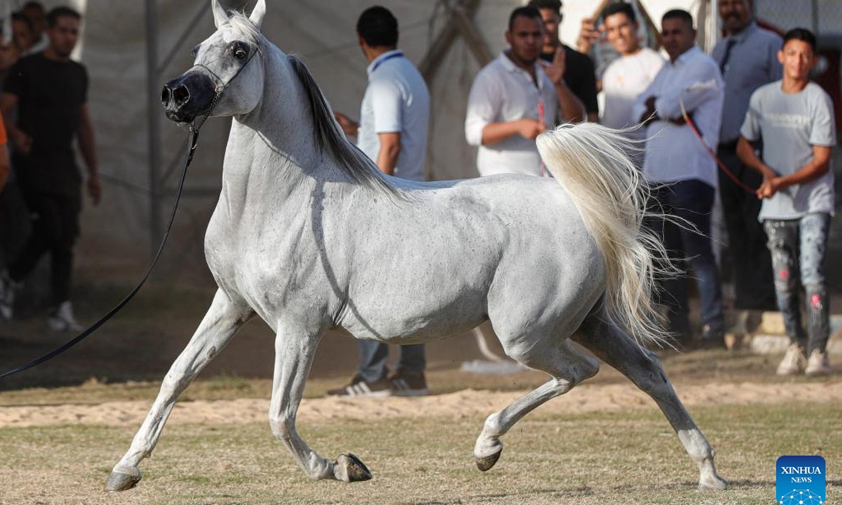 A breeder leads a horse at an Arabian horse beauty contest during the Sharqia Arabian Horses Festival in Sharqia province, Egypt, Oct. 2, 2025. The three-day horse festival started on Wednesday here with the participation of around 167 Arabian horses. (Xinhua/Ahmed Gomaa)


