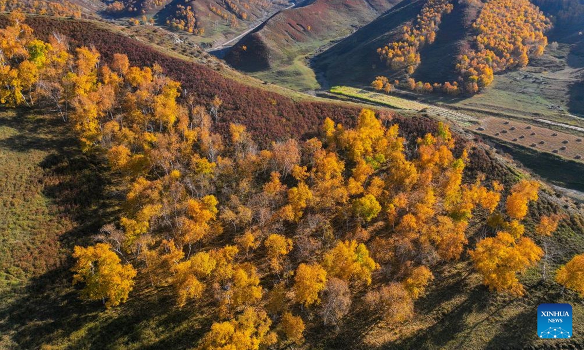 An aerial drone photo taken on Oct. 2, 2025 shows the autumn scenery of Daqingshan National Nature Reserve in Hohhot, north China's Inner Mongolia Autonomous Region. (Xinhua/Lian Zhen)