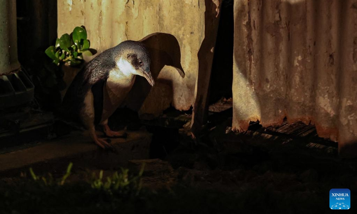 A little blue penguin is seen in Oamaru, New Zealand, Oct. 2, 2025. The little blue penguin (Eudyptula minor), the world's smallest penguin species, is found in many places around New Zealand. (Xinhua/Long Lei)