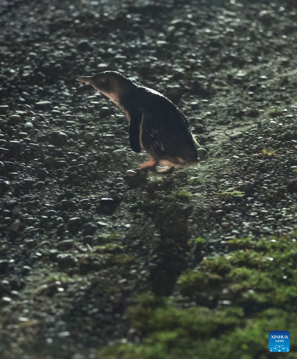 A little blue penguin is seen in Oamaru, New Zealand, Oct. 2, 2025. The little blue penguin (Eudyptula minor), the world's smallest penguin species, is found in many places around New Zealand. (Xinhua/Long Lei)
