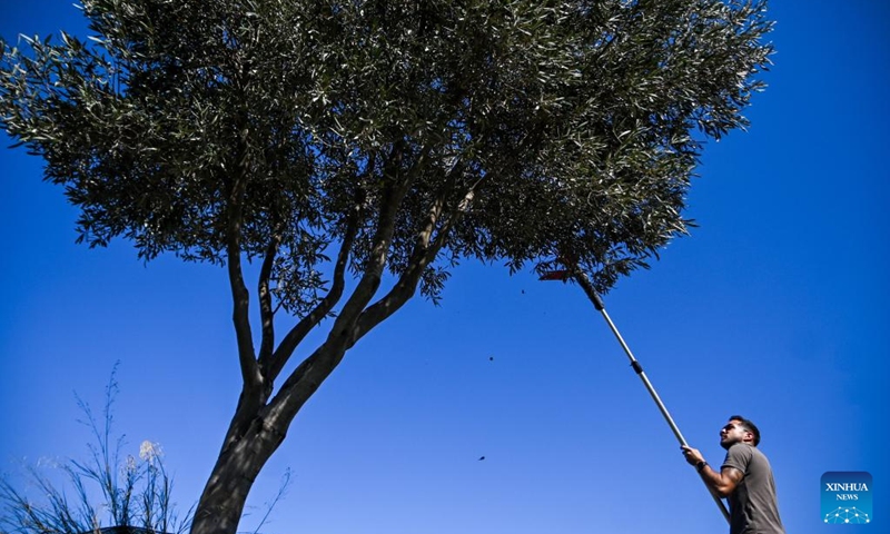 A man harvests olives in Zabbar, southeast Malta, Oct. 4, 2025. (Photo by Jonathan Borg/Xinhua)