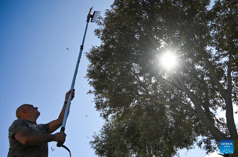 A man harvests olives in Zabbar, southeast Malta, Oct. 4, 2025. (Photo by Jonathan Borg/Xinhua)