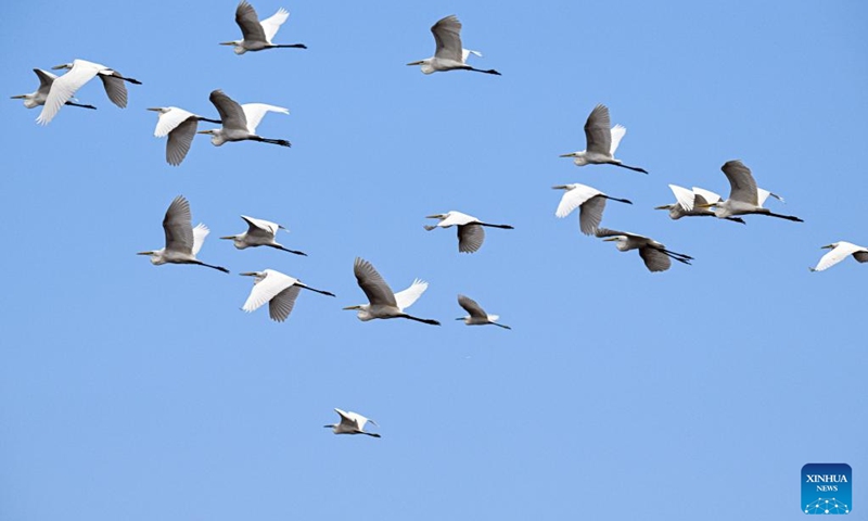 Egrets fly over the Haiwei National Wetland Park in Changjiang Li Autonomous County, south China's Hainan Province, Oct. 2, 2025. Following ecological restoration and facility construction, Haiwei National Wetland Park has recently reopened to the public. The park serves as a crucial habitat for migratory birds.
In recent years, with strengthened protection and monitoring efforts, the park has recorded 213 bird species. Photo: Xinhua