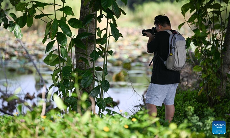 A tourist takes photos at the Haiwei National Wetland Park in Changjiang Li Autonomous County, south China's Hainan Province, Oct. 3, 2025. Following ecological restoration and facility construction, Haiwei National Wetland Park has recently reopened to the public. The park serves as a crucial habitat for migratory birds.
In recent years, with strengthened protection and monitoring efforts, the park has recorded 213 bird species. Photo: Xinhua