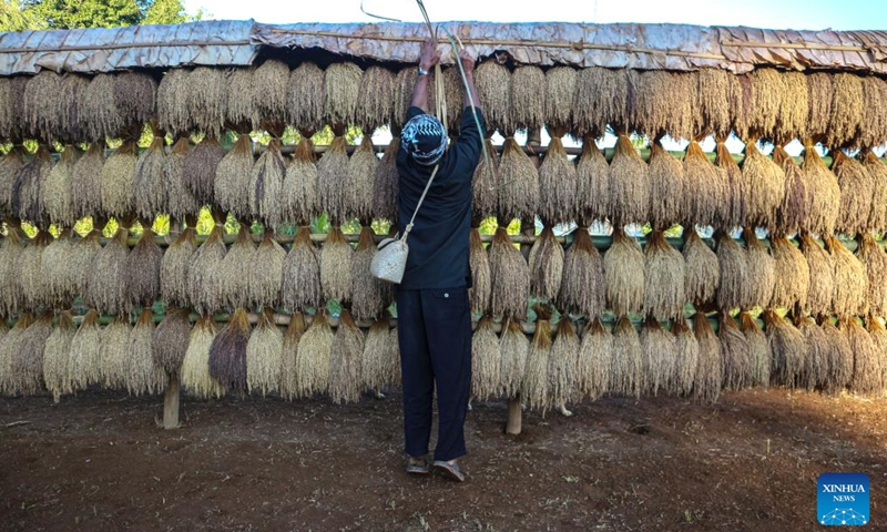 This photo taken on Oct. 5, 2025 shows a man tying leaf weaving roof to cover bunches of harvested paddy during the Seren Taun festival in Sukabumi regency of West Java, Indonesia. Seren Taun is a traditional festival for local people to celebrate paddy harvest and express gratitude. (Photo by Rangga Firmansyah/Xinhua)

