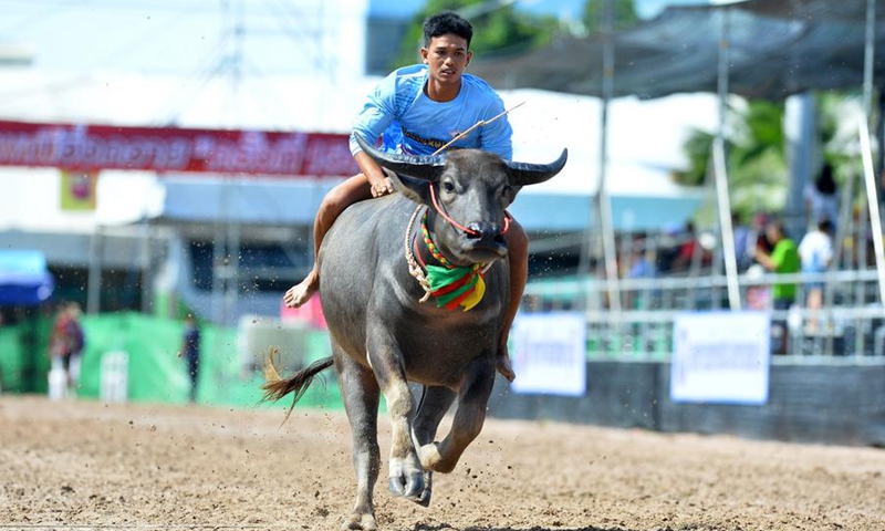 A racer competes during a buffalo racing in Chonburi, Thailand, Oct. 6, 2025. (Xinhua/Rachen Sageamsak)