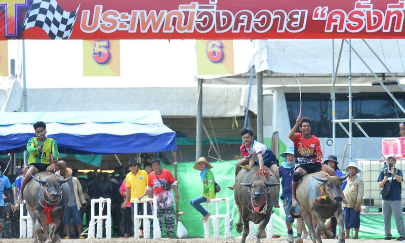 A racer competes during a buffalo racing in Chonburi, Thailand, Oct. 6, 2025. (Xinhua/Rachen Sageamsak)
