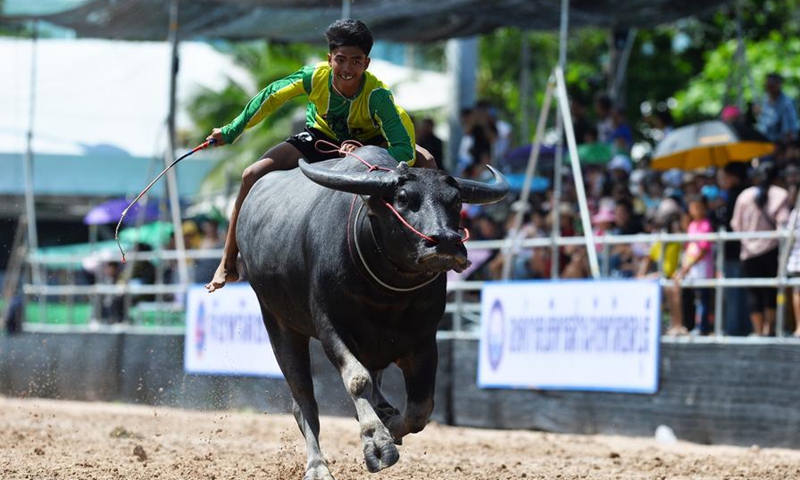 A racer competes during a buffalo racing in Chonburi, Thailand, Oct. 6, 2025. (Xinhua/Rachen Sageamsak)
