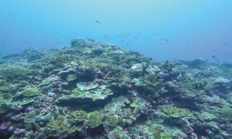 The coral reefs in the Huangyan Dao national nature reserve located in Sansha, South China's Hainan Province Photo: IC