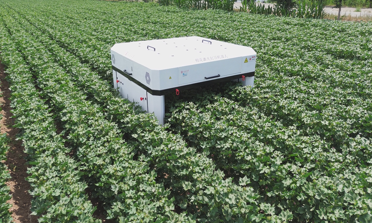 A laser cotton topping robot operates in a test feld in Urumqi, Northwest China's Xinjiang Uygur Autonomous Region. Photo: Courtesy of Xinjiang University