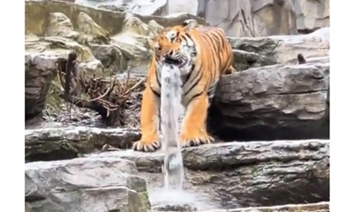 Photo: Screenshot from Dahe Daily