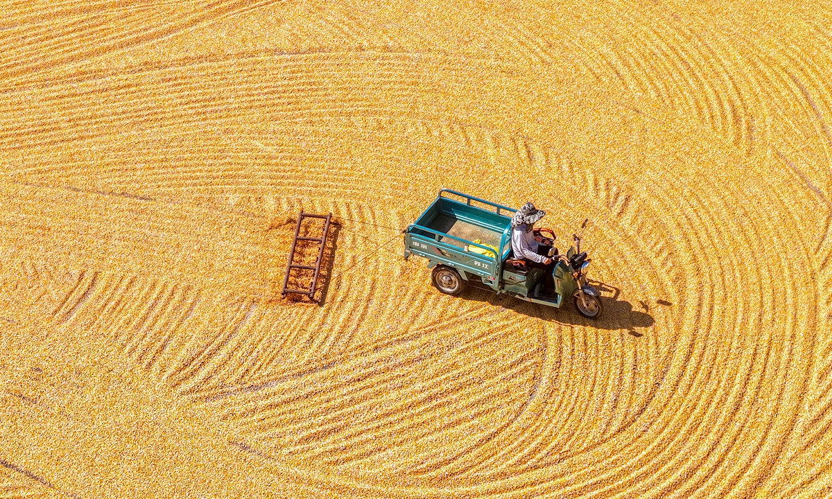 A farmer in Meihua Town, East China's Jiangsu Province, reaps a bumper corn harvest on October 9, 2025. Photo: VCG