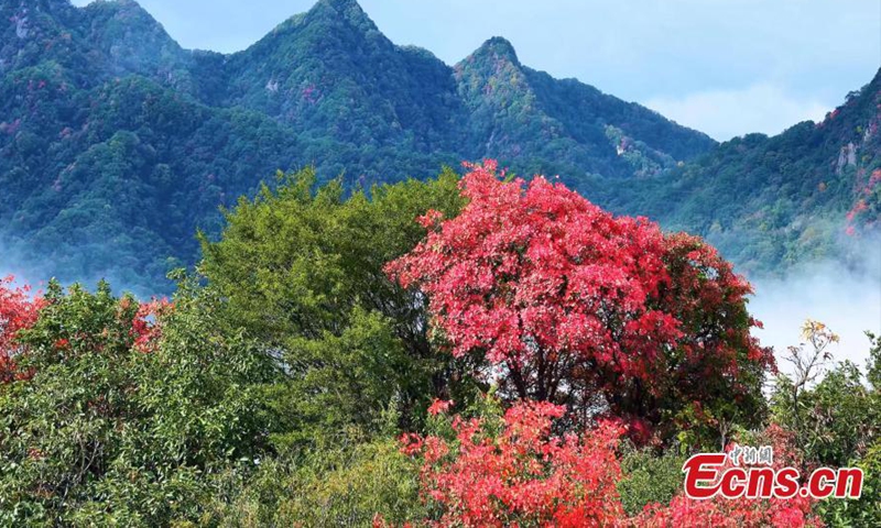 Photo taken on Oct. 9, 2025 shows the picturesque landscape of the Cuihua Mountain of the Qinling Mountains in Xi'an, northwest China's Shaanxi Province. (Photo provided to China News Service)

