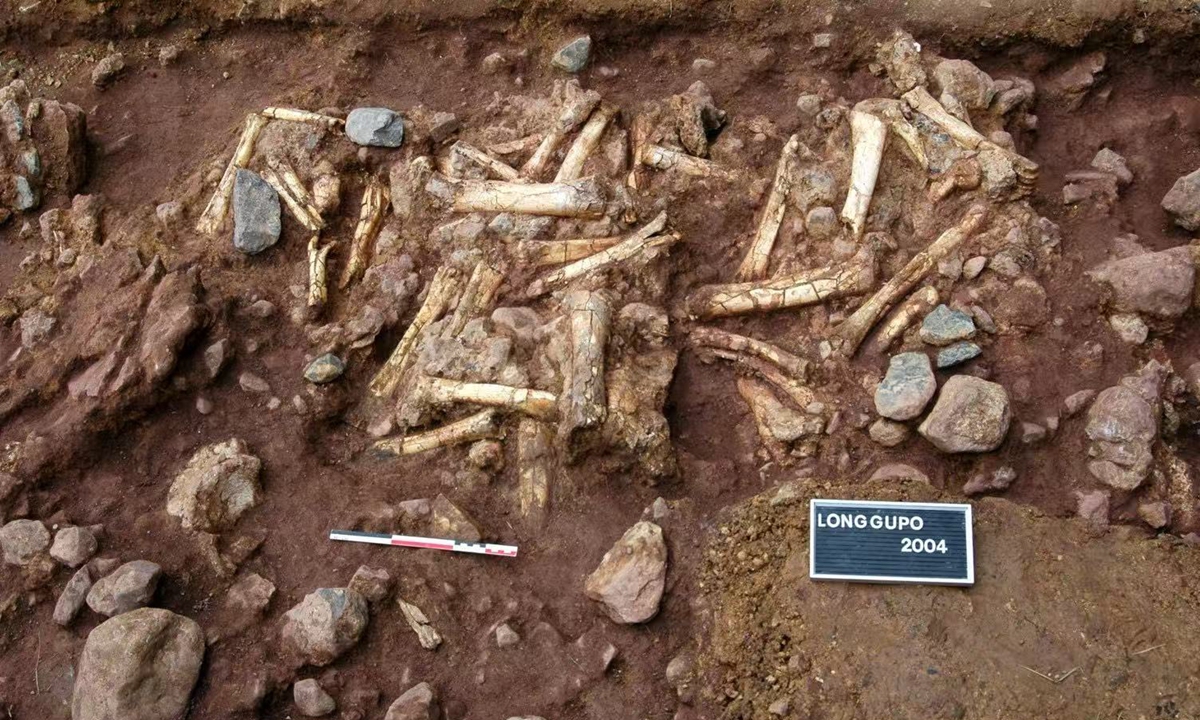 Bones excavated by the archeologists in 2004 at the Longgupo site in Wushan, Southwest China's Chongqing Municipality  Photo: Courtesy of Huang Wanbo