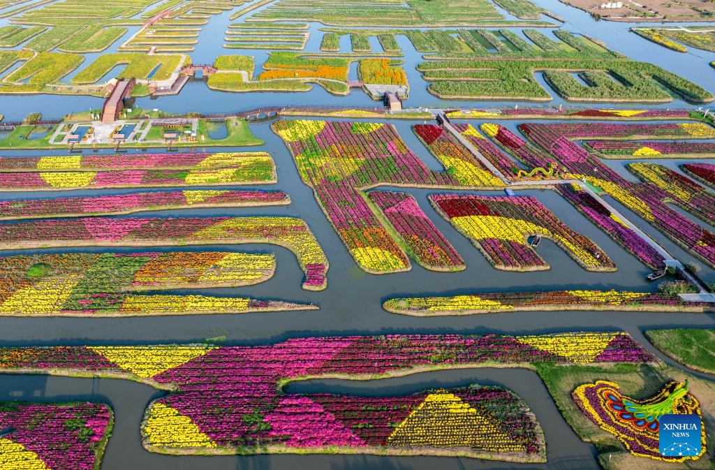 An aerial drone photo taken on Oct. 11, 2025 shows the scenery of blooming chrysanthemums in Xinghua, east China's Jiangsu Province. (Photo: Xinhua)