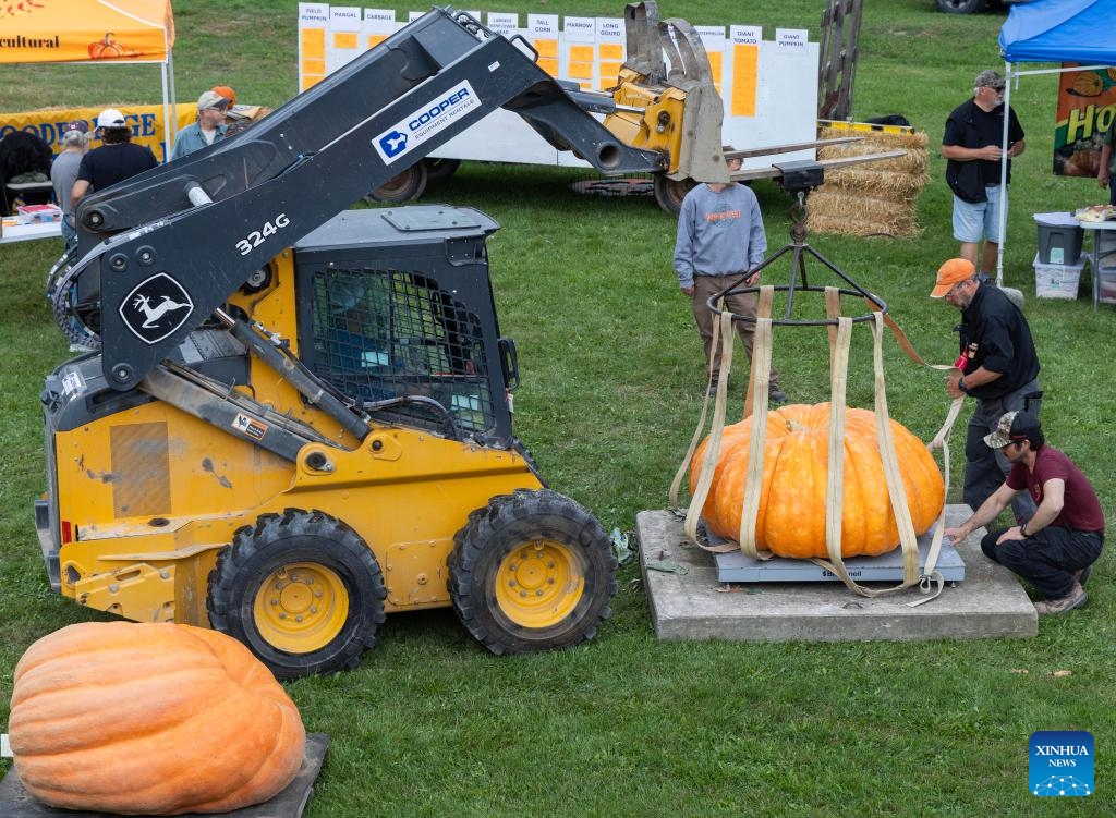 Staff members weigh a giant pumpkin during a giant pumpkin contest at the Woodbridge Fall Fair in Woodbridge, Ontario, Canada, on Oct. 11, 2025. The annual contest was held here on Saturday. (Photo: Xinhua)
