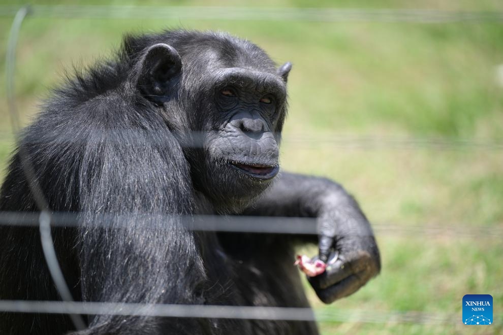 A chimpanzee is pictured in the Ol Pejeta Chimpanzee Sanctuary in Laikipia County, Kenya, Oct. 7, 2025. Established in 1993, the 250-acre Ol Pejeta Chimpanzee Sanctuary located in Laikipia County is currently home to 29 chimpanzees. (Photo: Xinhua)
