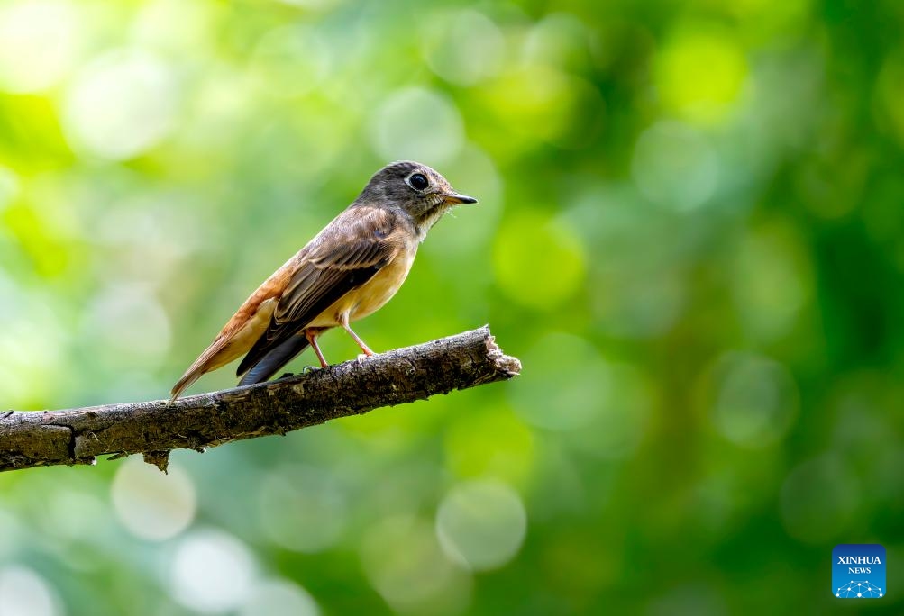 This photo taken on April 22, 2025 shows a ferruginous flycatcher resting on a branch at a park in Fuzhou of southeast China's Fujian Province. Fujian, a province boasting rich biodiversity, locates in the channel where migrant birds move between east Asia and Australasia. Every year, large numbers of migrant birds reproduce, winter and rest during migration here. (Photo: Xinhua)
