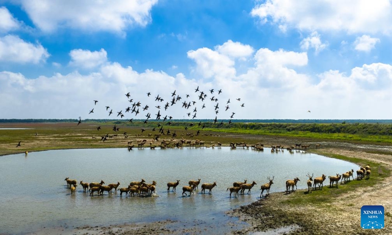 An aerial drone photo taken on Oct. 11, 2025 shows the scenery of a wetland in Dongtai, east China's Jiangsu Province. (Photo: Xinhua)