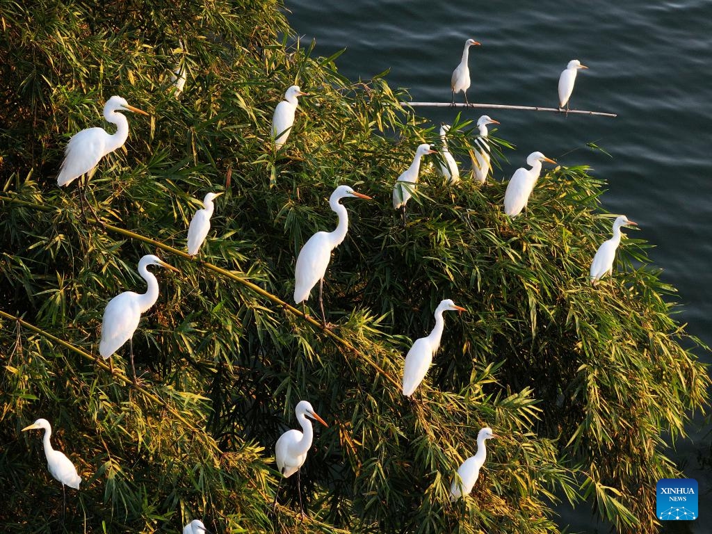 An aerial drone photo taken on Oct. 9, 2025 shows egrets resting on the bamboo forest at a wetland park in Zhaoping County, south China's Guangxi Zhuang Autonomous Region. (Photo: Xinhua)