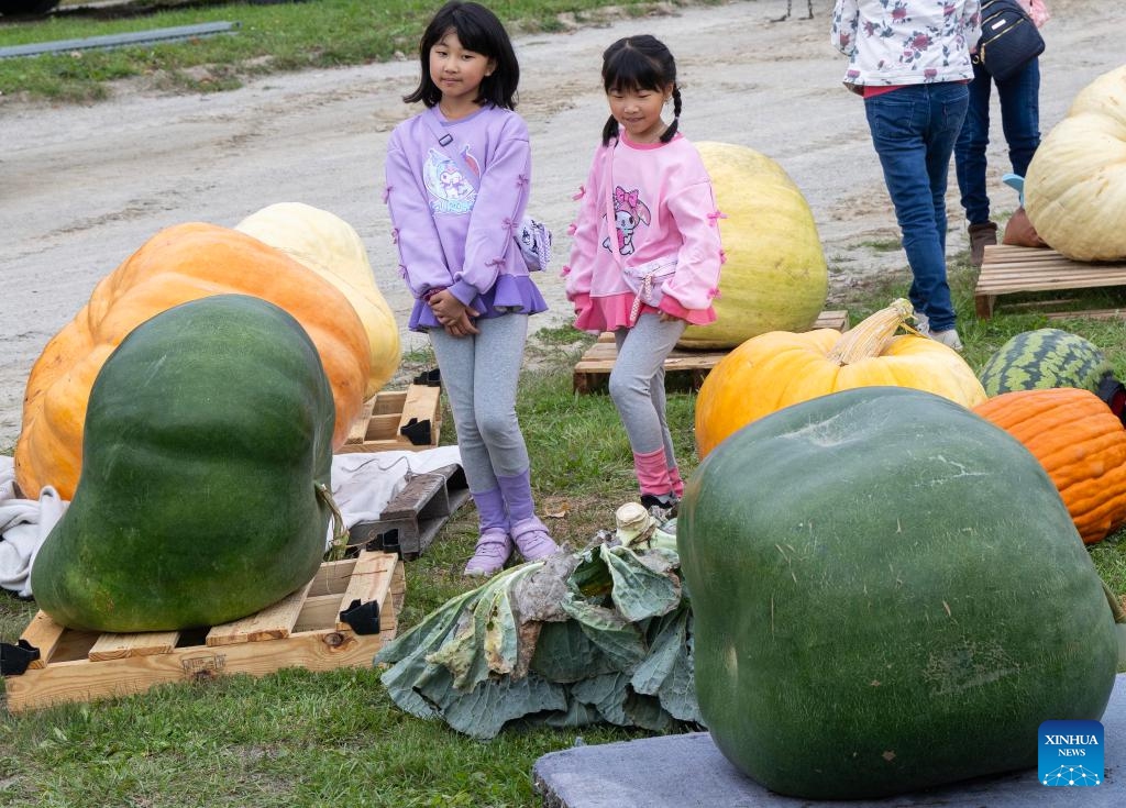 Girls view giant pumpkins during a giant pumpkin contest at the Woodbridge Fall Fair in Woodbridge, Ontario, Canada, on Oct. 11, 2025. The annual contest was held here on Saturday. (Photo: Xinhua)