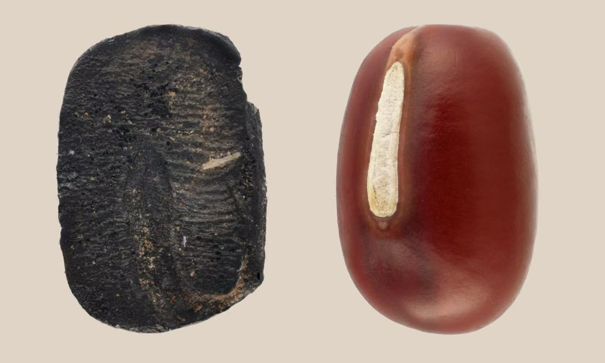 Carbonized adzuki bean unearthed by archaeologists at modern adzuki bean Photos: sdu.edu.cn