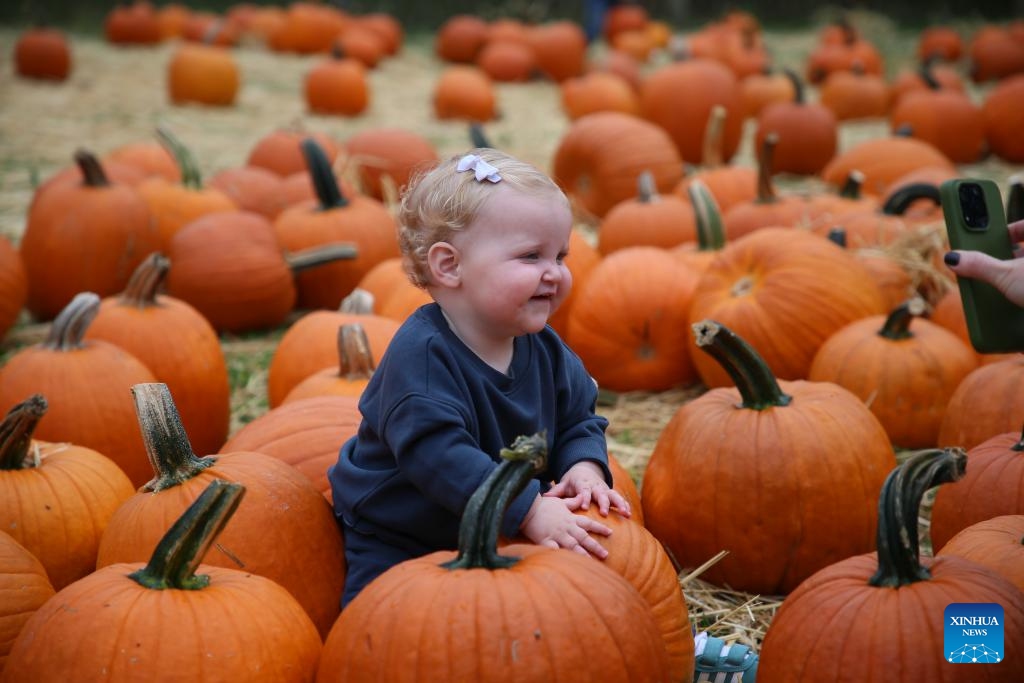A girl sits among pumpkins at Queens County Farm Museum in New York, the United States, on Oct. 11, 2025. The pumpkin patch hosted by Queens County Farm Museum attracts many visitors to celebrate autumn and prepare for upcoming Halloween. (Photo: Xinhua)