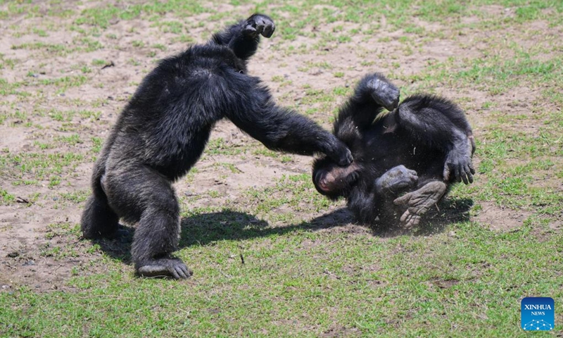 Chimpanzees are pictured in the Ol Pejeta Chimpanzee Sanctuary in Laikipia County, Kenya, Oct. 7, 2025. Established in 1993, the 250-acre Ol Pejeta Chimpanzee Sanctuary located in Laikipia County is currently home to 29 chimpanzees. (Photo: Xinhua)