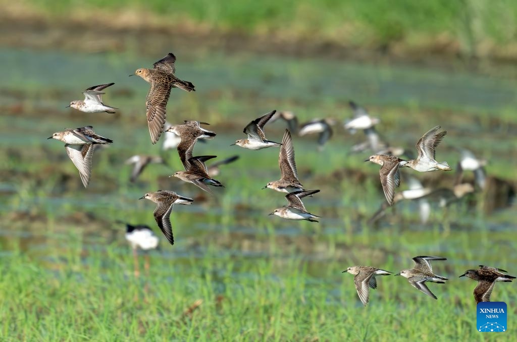 This photo taken on Sept. 9, 2025 shows a buff-breasted sandpiper (3rd L) and waterbirds flying over the sky in a field in southeast China's Fujian Province. Fujian, a province boasting rich biodiversity, locates in the channel where migrant birds move between east Asia and Australasia. Every year, large numbers of migrant birds reproduce, winter and rest during migration here. (Photo: Xinhua)