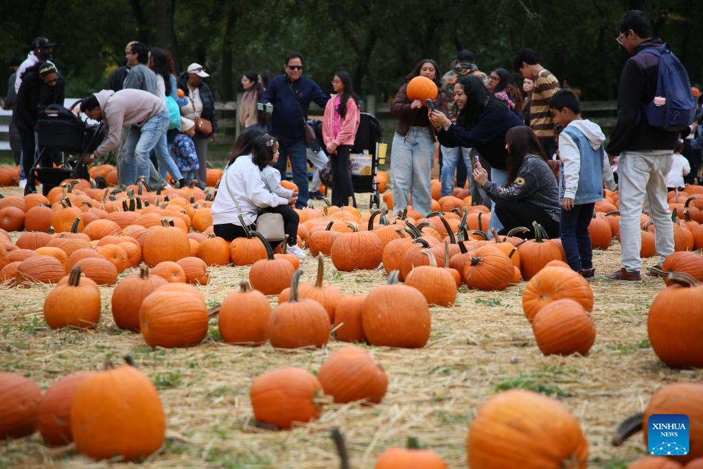 People visit a pumpkin patch at Queens County Farm Museum in New York, the United States, on Oct. 11, 2025. The pumpkin patch hosted by Queens County Farm Museum attracts many visitors to celebrate autumn and prepare for upcoming Halloween. (Photo: Xinhua)