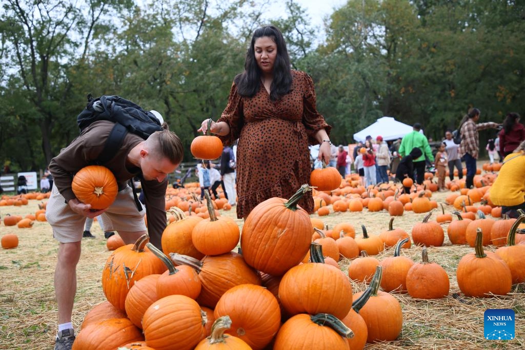 People select pumpkins during a pumpkin patch at Queens County Farm Museum in New York, the United States, on Oct. 11, 2025. The pumpkin patch hosted by Queens County Farm Museum attracts many visitors to celebrate autumn and prepare for upcoming Halloween. (Photo: Xinhua)