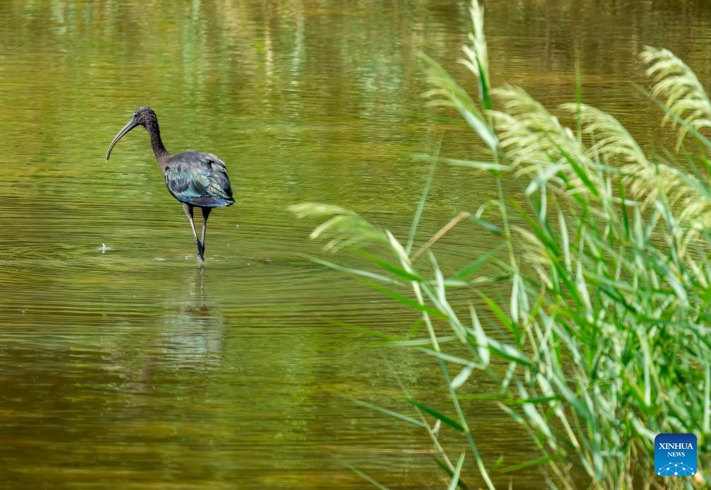 This photo taken on Oct. 4, 2025 shows an ibis searching for food at a wetland in Fuzhou of southeast China's Fujian Province. Fujian, a province boasting rich biodiversity, locates in the channel where migrant birds move between east Asia and Australasia. Every year, large numbers of migrant birds reproduce, winter and rest during migration here. (Photo: Xinhua)