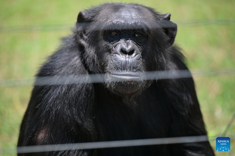 A chimpanzee is pictured in the Ol Pejeta Chimpanzee Sanctuary in Laikipia County, Kenya, Oct. 7, 2025. Established in 1993, the 250-acre Ol Pejeta Chimpanzee Sanctuary located in Laikipia County is currently home to 29 chimpanzees. (Photo: Xinhua)