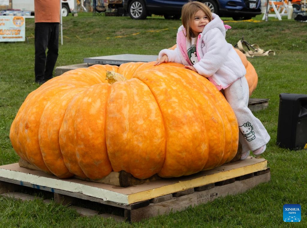 A girl poses for photos with a giant pumpkin during a giant pumpkin contest at the Woodbridge Fall Fair in Woodbridge, Ontario, Canada, on Oct. 11, 2025. The annual contest was held here on Saturday. (Photo: Xinhua)